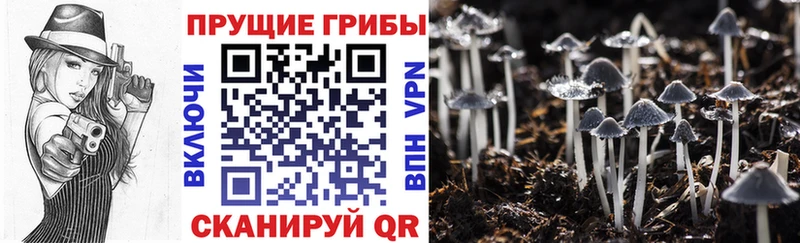 сайты даркнета состав  Ачинск  Псилоцибиновые грибы мицелий 